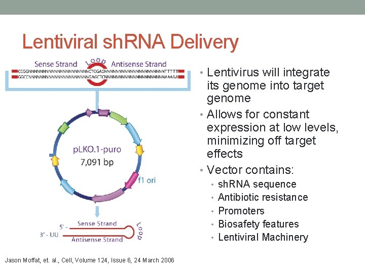 Lentiviral sh. RNA Delivery • Lentivirus will integrate its genome into target genome • Lentiviral sh. RNA Delivery • Lentivirus will integrate its genome into target genome •