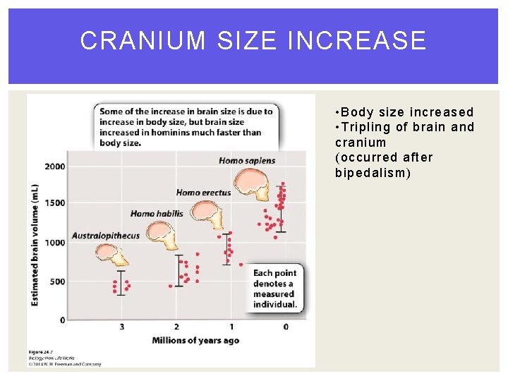 CRANIUM SIZE INCREASE • Body size increased • Tripling of brain and cranium (occurred