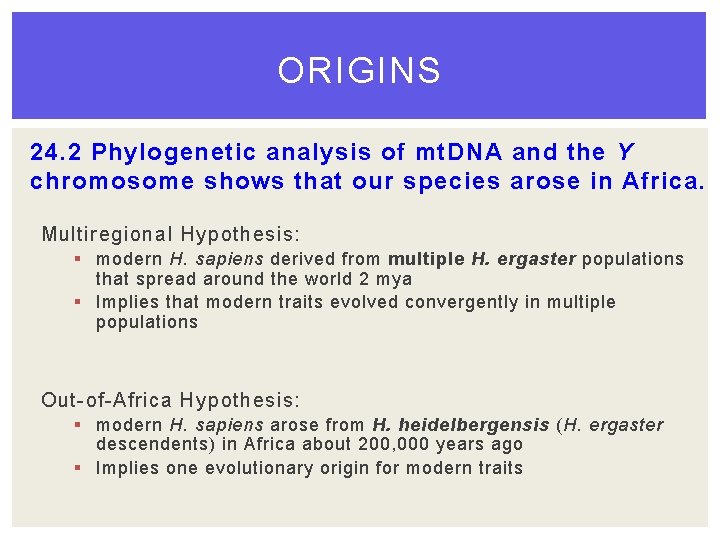 ORIGINS 24. 2 Phylogenetic analysis of mt. DNA and the Y chromosome shows that