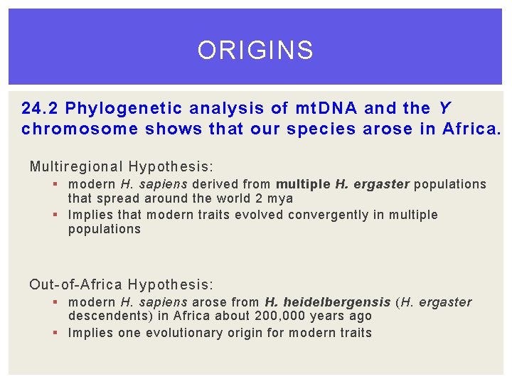 ORIGINS 24. 2 Phylogenetic analysis of mt. DNA and the Y chromosome shows that