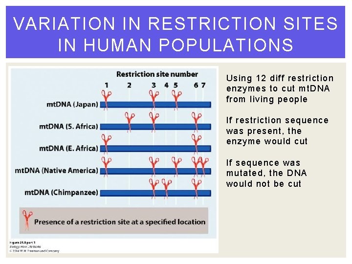 VARIATION IN RESTRICTION SITES IN HUMAN POPULATIONS Using 12 diff restriction enzymes to cut