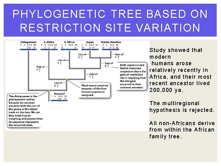 PHYLOGENETIC TREE BASED ON RESTRICTION SITE VARIATION Study showed that modern humans arose relatively