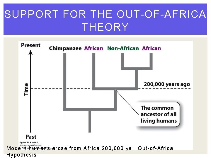 SUPPORT FOR THE OUT-OF-AFRICA THEORY Modern humans arose from Africa 200, 000 ya: Out-of-Africa