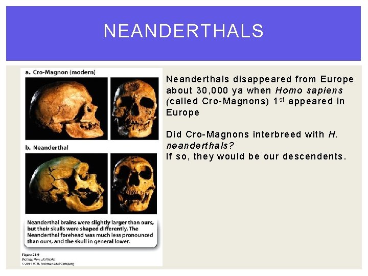 NEANDERTHALS Neanderthals disappeared from Europe about 30, 000 ya when Homo sapiens (called Cro-Magnons)