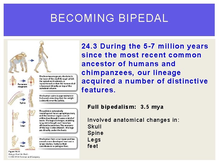 BECOMING BIPEDAL 24. 3 During the 5 -7 million years since the most recent