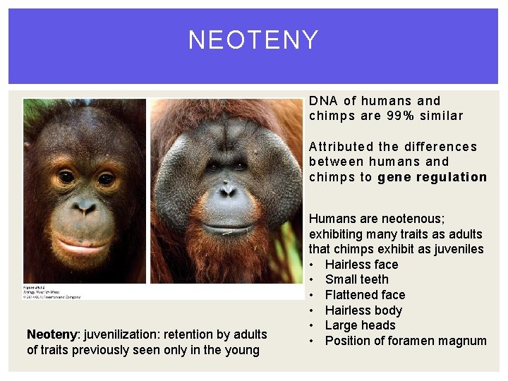 NEOTENY DNA of humans and chimps are 99% similar Attributed the differences between humans