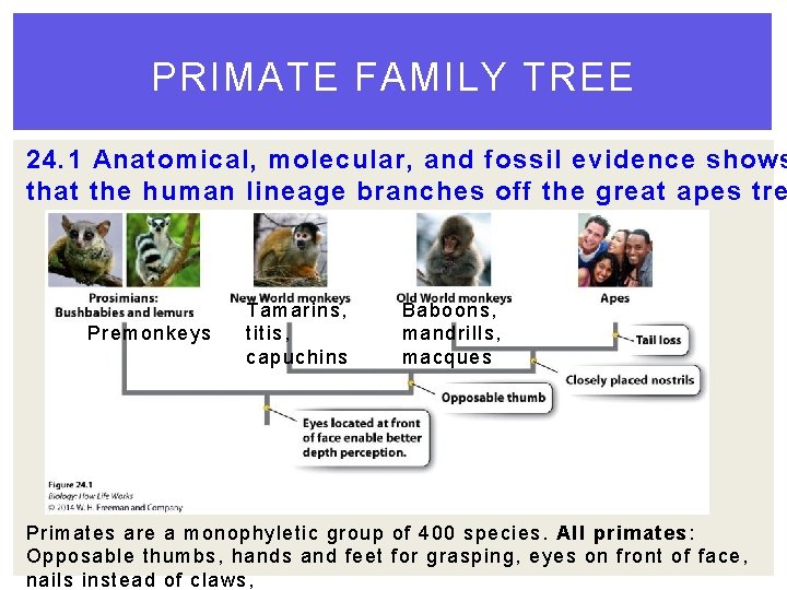 PRIMATE FAMILY TREE 24. 1 Anatomical, molecular, and fossil evidence shows that the human