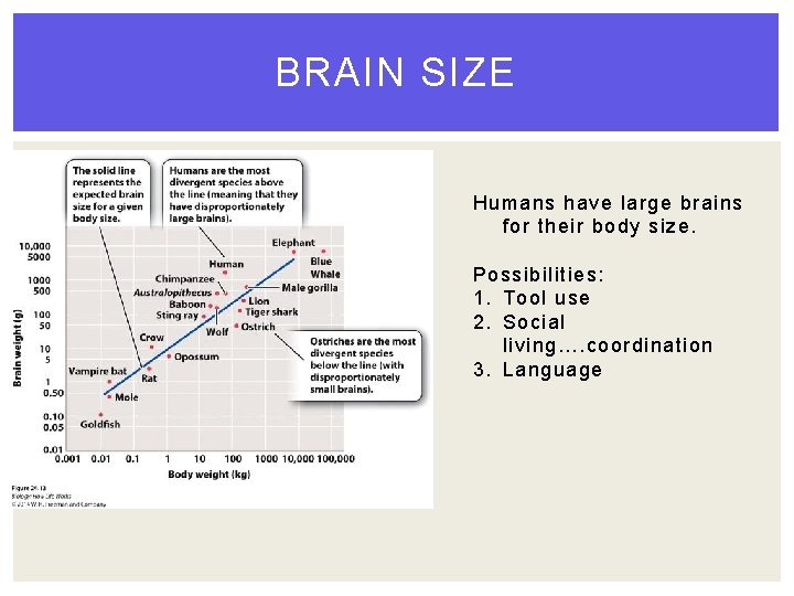 BRAIN SIZE Humans have large brains for their body size. Possibilities: 1. Tool use