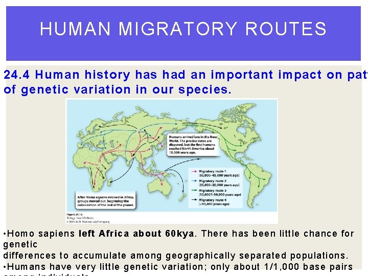 HUMAN MIGRATORY ROUTES 24. 4 Human history has had an important impact on patt