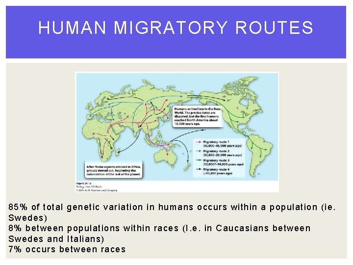 HUMAN MIGRATORY ROUTES 85% of total genetic variation in humans occurs within a population