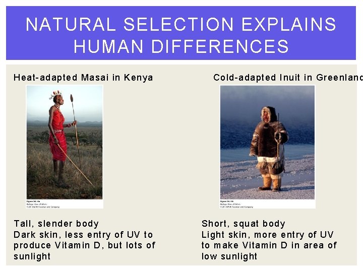 NATURAL SELECTION EXPLAINS HUMAN DIFFERENCES Heat-adapted Masai in Kenya Tall, slender body Dark skin,