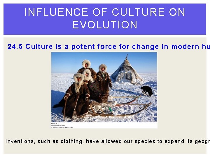 INFLUENCE OF CULTURE ON EVOLUTION 24. 5 Culture is a potent force for change