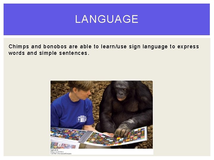 LANGUAGE Chimps and bonobos are able to learn/use sign language to express words and