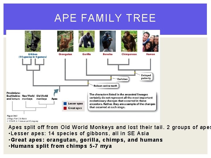 APE FAMILY TREE Apes split off from Old World Monkeys and lost their tail.