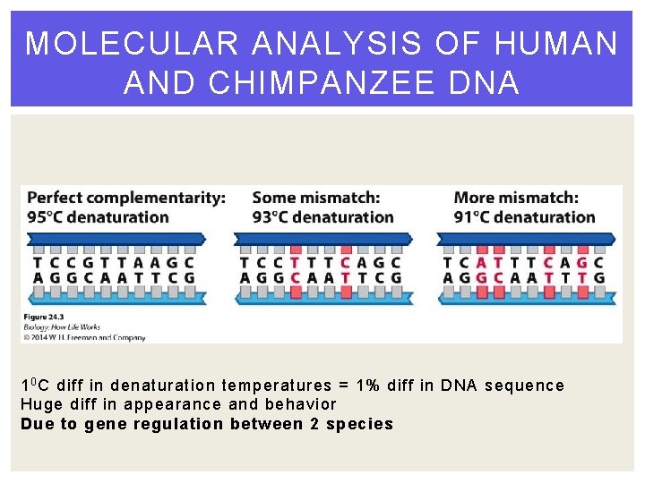MOLECULAR ANALYSIS OF HUMAN AND CHIMPANZEE DNA 1 0 C diff in denaturation temperatures