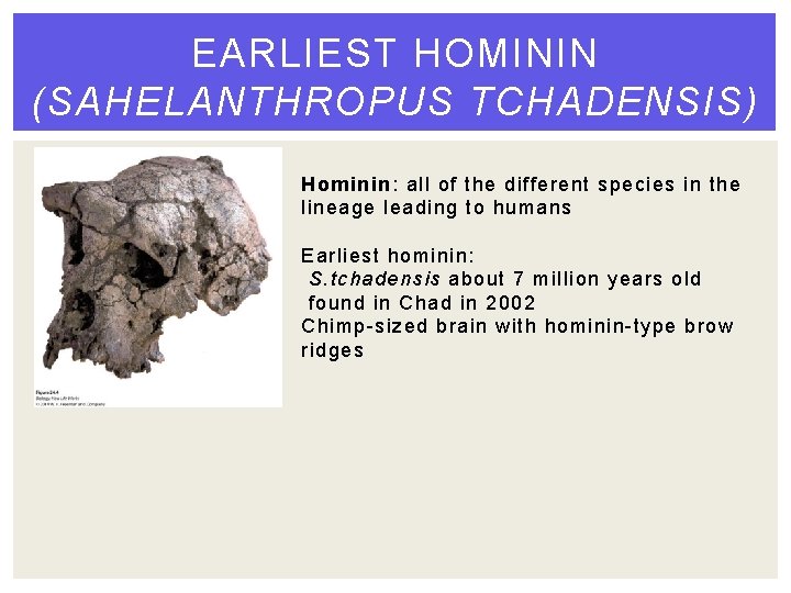 EARLIEST HOMININ (SAHELANTHROPUS TCHADENSIS) Hominin: all of the different species in the lineage leading