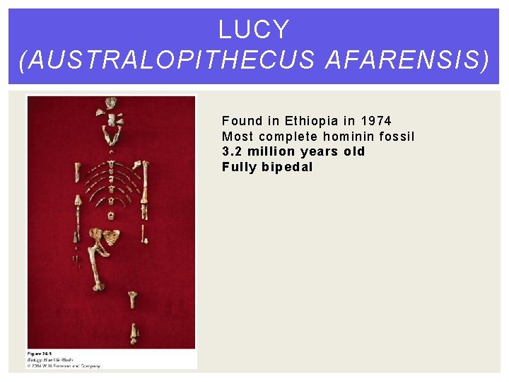 LUCY (AUSTRALOPITHECUS AFARENSIS) Found in Ethiopia in 1974 Most complete hominin fossil 3. 2