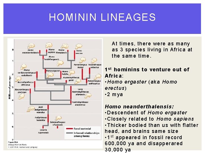 HOMININ LINEAGES At times, there were as many as 3 species living in Africa