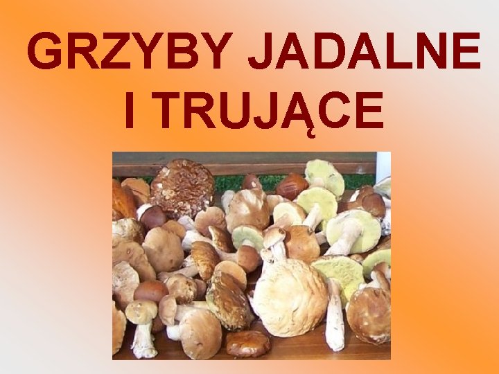 GRZYBY JADALNE I TRUJĄCE 