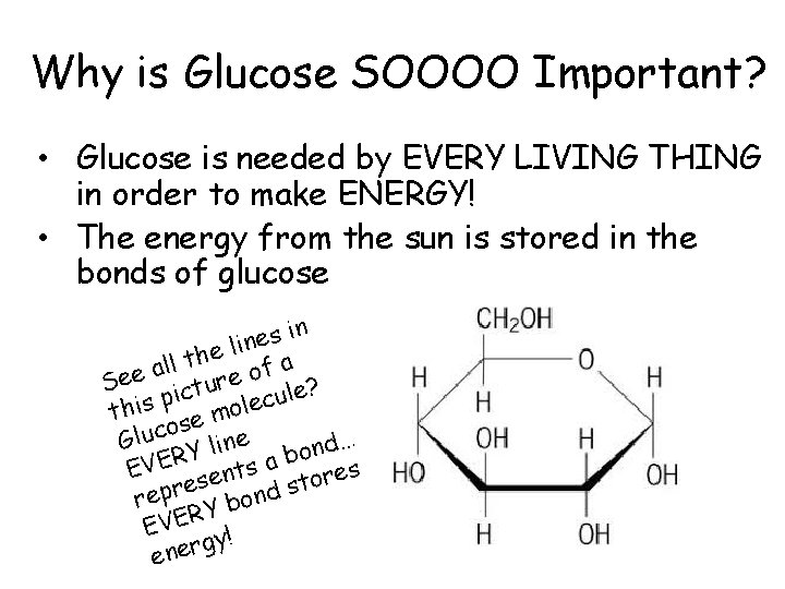 Why is Glucose SOOOO Important? • Glucose is needed by EVERY LIVING THING in