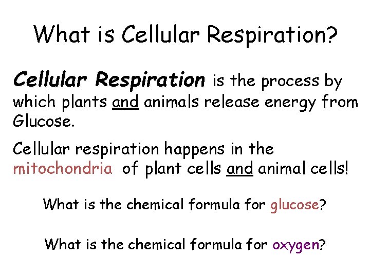 What is Cellular Respiration? Cellular Respiration is the process by which plants and animals