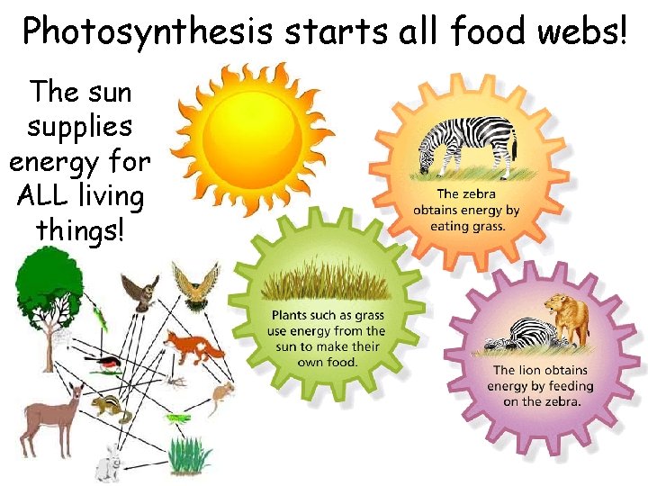 Photosynthesis starts all food webs! The sun supplies energy for ALL living things! 