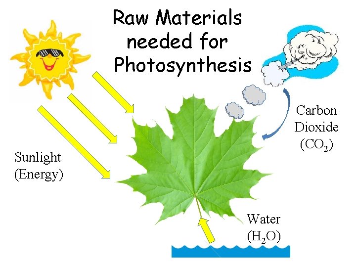 Raw Materials needed for Photosynthesis Carbon Dioxide (CO 2) Sunlight (Energy) Water (H 2