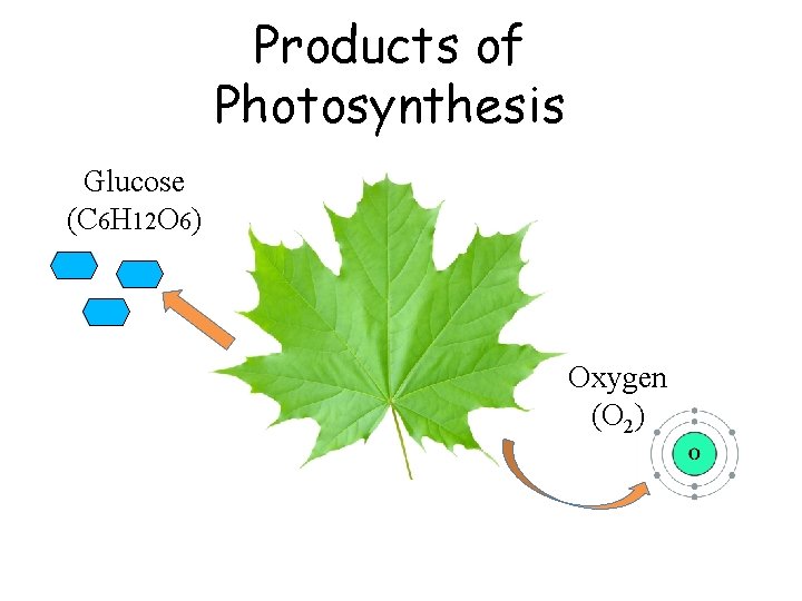 Products of Photosynthesis Glucose (C 6 H 12 O 6) Oxygen (O 2) 