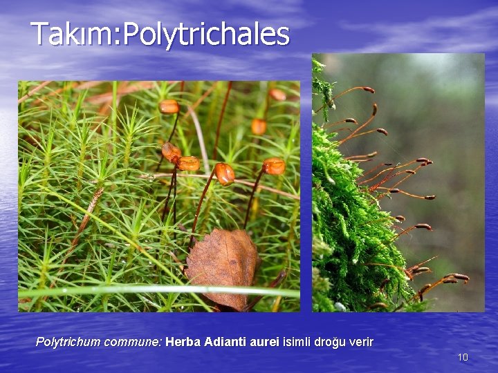 Takım: Polytrichales Polytrichum commune: Herba Adianti aurei isimli droğu verir 10 