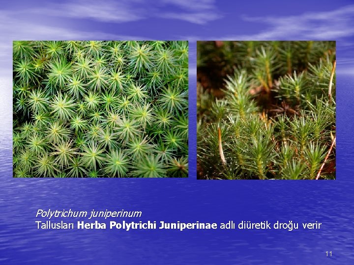 Polytrichum juniperinum Tallusları Herba Polytrichi Juniperinae adlı diüretik droğu verir 11 