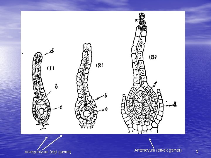 Arkegoniyum (dişi gamet) Anteridyum (erkek gamet) 3 