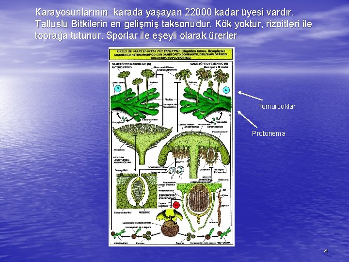 Karayosunlarının karada yaşayan 22000 kadar üyesi vardır. Talluslu Bitkilerin en gelişmiş taksonudur. Kök yoktur,