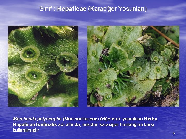 Sınıf : Hepaticae (Karaciğer Yosunları) Marchantia polymorpha (Marchantiaceae) (ciğerotu): yaprakları Herba Hepaticae fontinalis adı