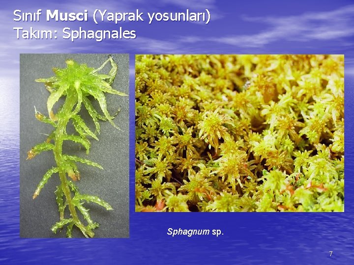 Sınıf Musci (Yaprak yosunları) Takım: Sphagnales Sphagnum sp. 7 