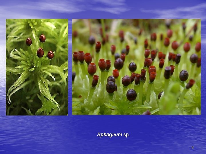 Sphagnum sp. 8 