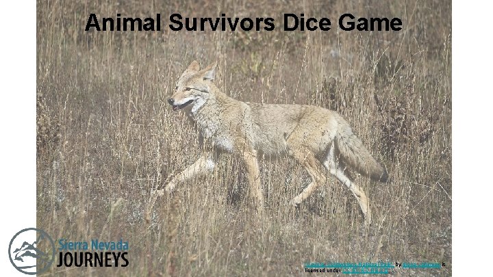 Animal Survivors Dice Game Resilience Dice Game "Coyote, Yellowstone National Park" by diana_robinson is