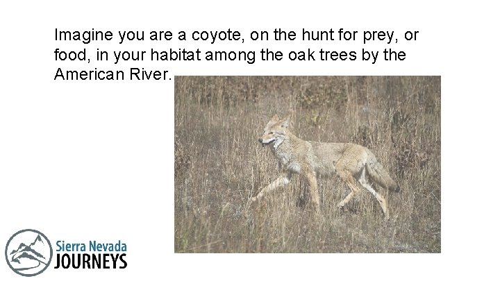 Imagine you are a coyote, on the hunt for prey, or food, in your