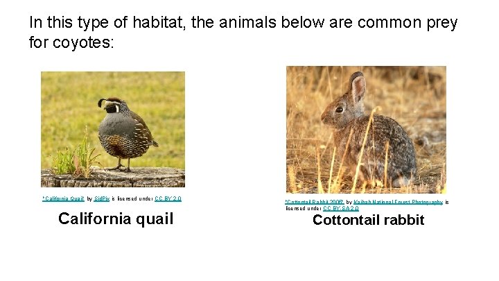 In this type of habitat, the animals below are common prey for coyotes: "California