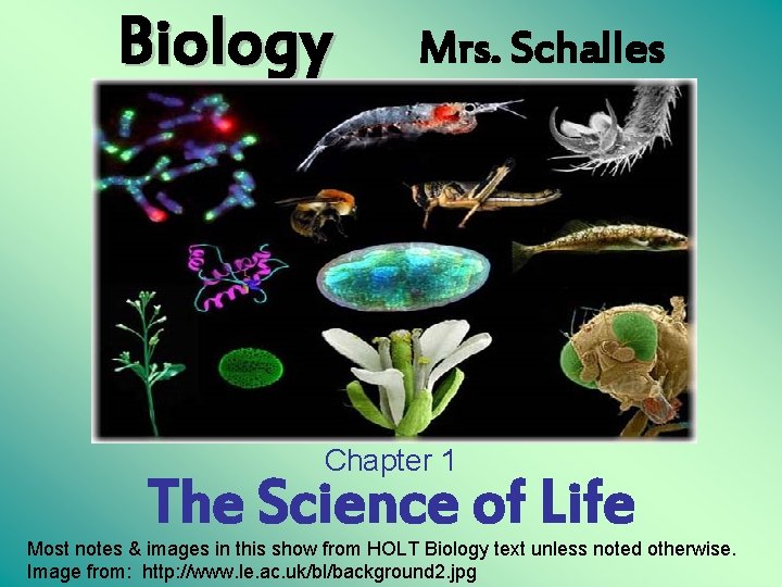 Biology Mrs. Schalles Chapter 1 The Science of Life Most notes & images in