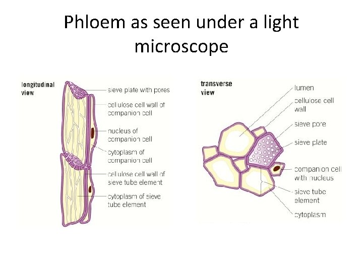 Phloem as seen under a light microscope 