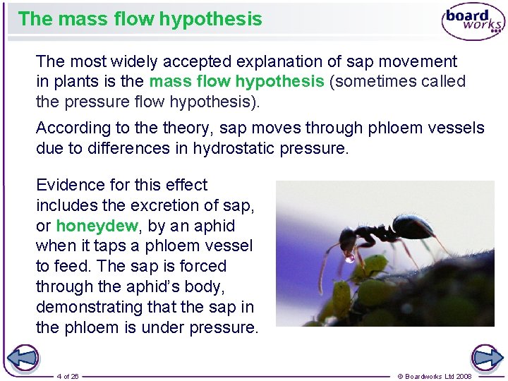 The mass flow hypothesis The most widely accepted explanation of sap movement in plants