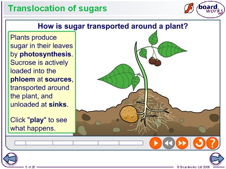 Translocation of sugars 5 of 26 © Boardworks Ltd 2008 