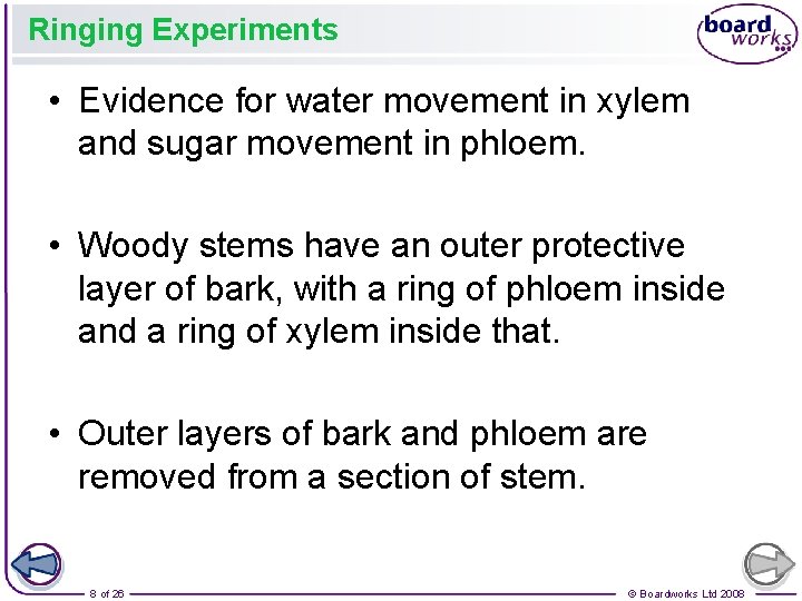 Ringing Experiments • Evidence for water movement in xylem and sugar movement in phloem.