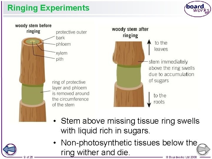 Ringing Experiments 9 of 26 • Stem above missing tissue ring swells with liquid