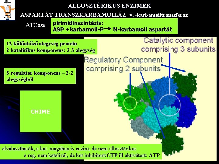ALLOSZTÉRIKUS ENZIMEK ASPARTÁT TRANSZKARBAMOILÁZ v. -karbamoiltranszferáz ATCase pirimidinszintézis: ASP +karbamoil-P N-karbamoil aspartát 12 különböző