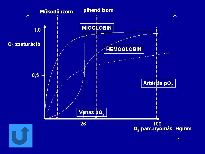 Működő izom 1, 0 pihenő izom MIOGLOBIN O 2 szaturáció HEMOGLOBIN 0, 5 Artériás