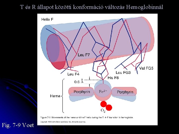T és R állapot közötti konformáció változás Hemoglobinnál Fig. 7 -9 Voet 