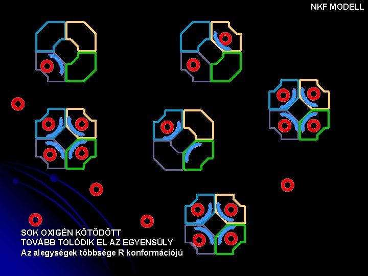 NKF MODELL SOK OXIGÉN KÖTŐDÖTT TOVÁBB TOLÓDIK EL AZ EGYENSÚLY Az alegységek többsége R