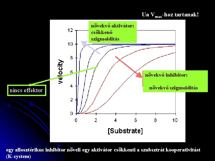 Ua Vmax-hoz tartanak! növekvő aktivátor: csökkenő szigmoiditás növekvő inhibitor: nincs effektor növekvő szigmoiditás egy