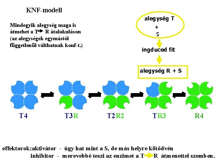 KNF-modell alegység T Mindegyik alegység maga is átmehet a T R átalakuláson (az alegységek